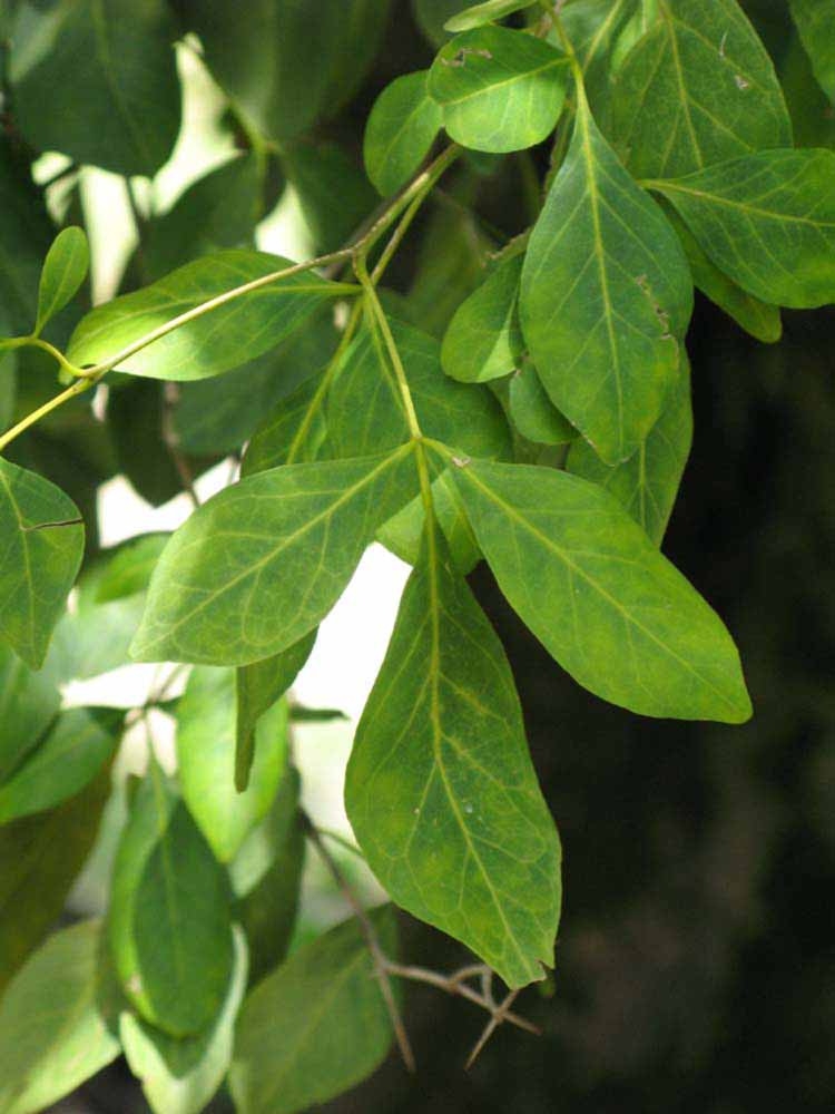            Shade leaves (Nigerian Powder Flask, Winter Haven, FL)   
